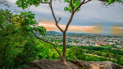 Natural background with various species of trees, green leaves, the beauty of the ecosystem