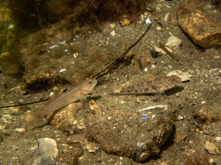 A Sandy Goby, Pomatoschistus minutus, in The Sound, the water between Sweden and Denmark
