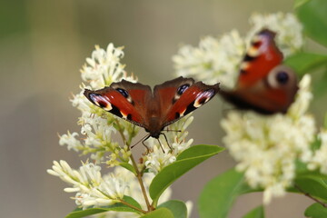 Aglais io, two butterflies on a white frangipani flower