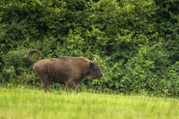 European Bison on the green meadow. The Bieszczady Mountains,  Carpathians. Poland.