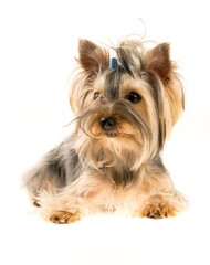 Yorkshire Terrier Puppy Lying Down