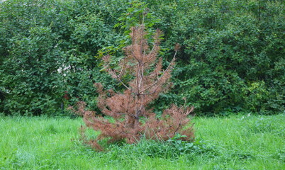 A dried pine tree in a green glade