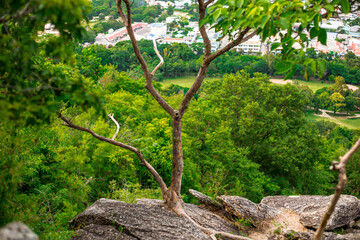 Natural background with various species of trees, green leaves, the beauty of the ecosystem