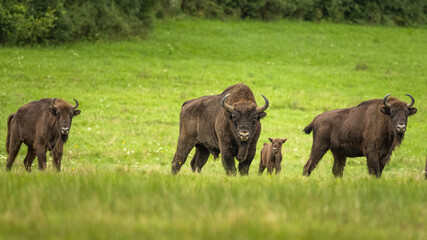 Fototapeta premium European Bison on the green meadow. The Bieszczady Mountains, Carpathians. Poland.