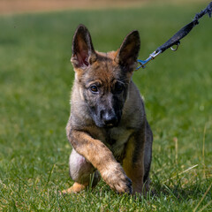 Dog portrait of an eleven weeks old German Shepherd puppy in green grass