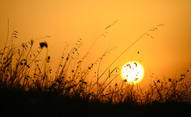 Łąka o wschodzie słońca.