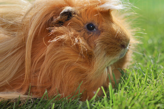 Guinea pig on grass, side portrait of ginger peruvian cavy breed