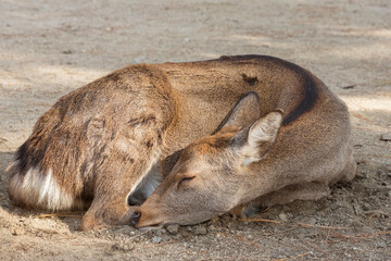 A adorable deer sleeping in Nara Park, Japan. Deer is cherished as a divine force of God