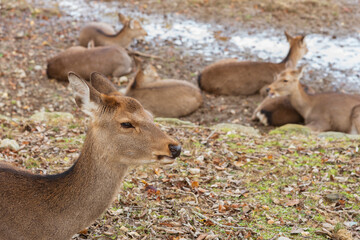 A group of deer resting in Nara Park, Japan. Deer is cherished as a divine force of God