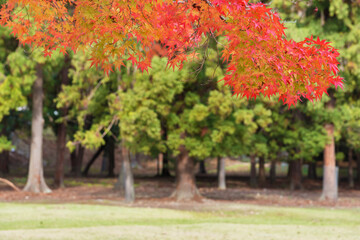 Naklejka premium Red maple leaves in autumn season with forest background