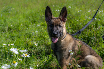 Dog portrait of an eleven weeks old German Shepherd puppy in green grass