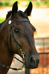 Obraz premium A headshot of a beautiful horse in a park.