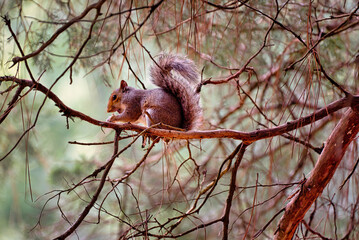 A gray squirrel sitting on a dead branch in a cedar tree.