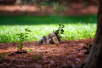 A squirrel eating bread in a park in filtered light.