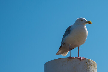 Texel, the Netherlands. August 13, 2021.Screaming seagull on a mooring post.