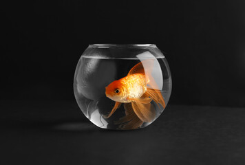 Goldfish in the aquarium