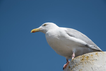 Fototapeta na wymiar Texel, the Netherlands. August 13, 2021.Screaming seagull on a mooring post.