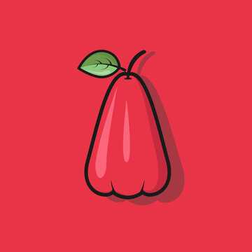 water apple or guava front view fruit tropica illustration. Fully editable flat illustration