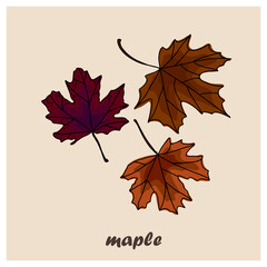 Isolated card with colorful autumn maple leavesPreschool cards. Set of autumn social media stories. Autumn stickers. Bright postcards. Vector eps 10