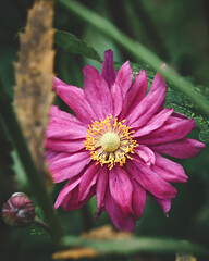 Flowers and Insects in an natural symbiosis. High quality photo