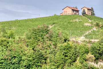 Typical vinery farm surrounded by vineyards, in the hilly region of Langhe (Piedmont, Northern...