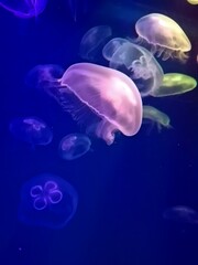 Obraz premium jelly fish in aquarium