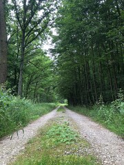 Fototapeta premium Waldblick