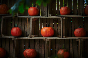 Pumpkins in crates as an autumn decoration