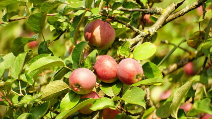 apples on tree