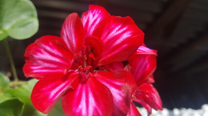 close up of red flower