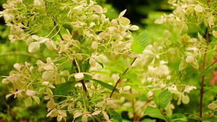 grass with dew drops