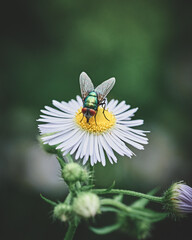 Flowers and Insects in an natural symbiosis. High quality photo