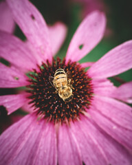 Flowers and Insects in an natural symbiosis. High quality photo