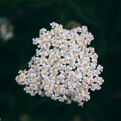 Yarrow (Achillea millefolium). Honey plant. Meadow plant. Soft focus.