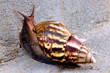 giant african snail crawling on gray cement wall background