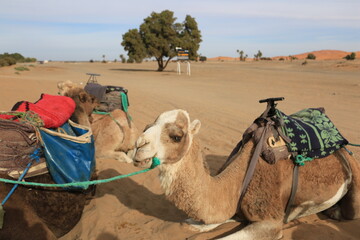 sitting camels waiting for the departure to the Sahara desert adventure, Morocco