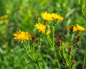 Blooming flowers of yellow thistle thistle in a meadow on a summer day