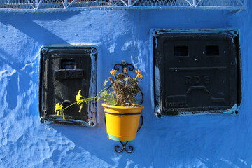 yellow pot on the blue wall vivid colors are impressive Chefchaouen of Morocco, color contrast