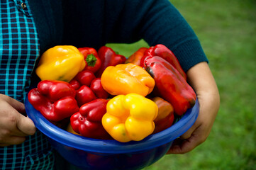 vegetables in a basket