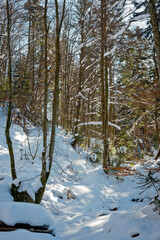 landscapes of the Carpathian region and Transcarpathia in winter