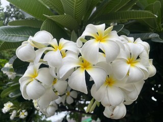 Group of white plumeria frangipani flowers ( Leelawadee ) on green leaf background. Thai Beautiful and Awesome flowers, Tropical flower, Selective focus.