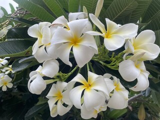 Group of white plumeria frangipani flowers ( Leelawadee ) on green leaf background. Thai Beautiful and Awesome flowers, Tropical flower, Selective focus.