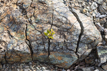 Beautiful texture of natural gray and yellow granite stone surface with cracks and a small green birch tree in the photo