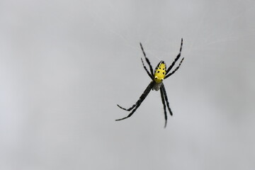 Spider of the Philippine Islands on its web