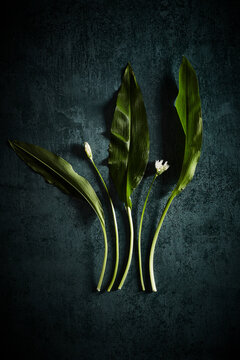 Wild Garlic