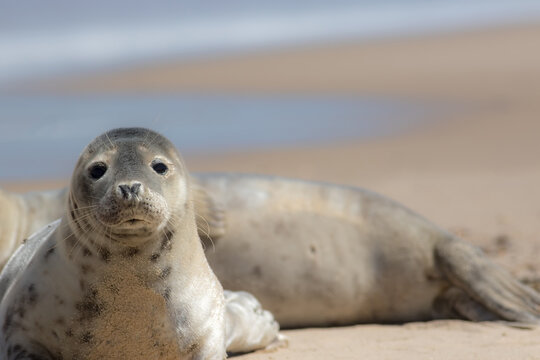 Beautiful soft nature and wildlife image of a grey seal