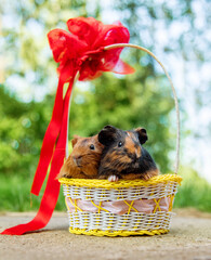 Two guinea pigs sitting in a basket in summer