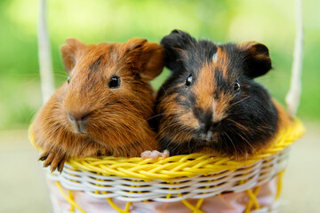 Two guinea pigs sitting in a basket in summer