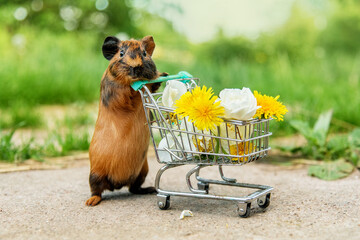 Lovely guinea pig with a shopping cart full of flowers in summer
