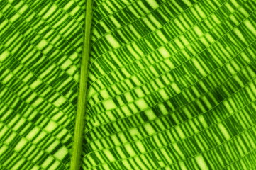 Closeup on the green mosaic pattern leaf of Calathea mosaica goeppertia kegeljanii